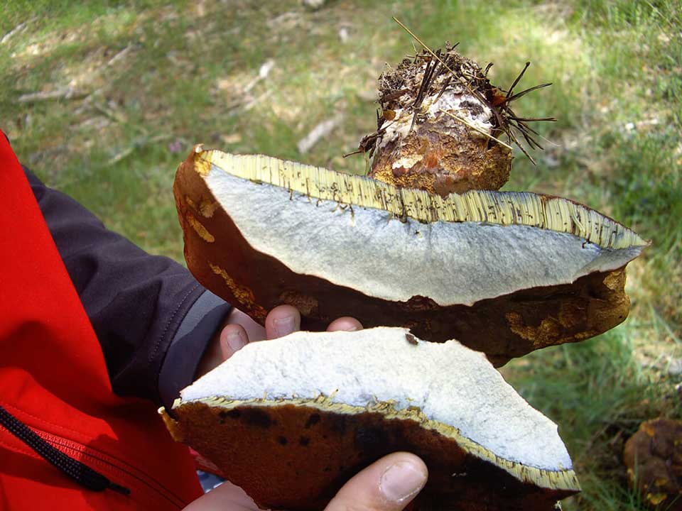 https://public.descubrelavera.com/posts/jaraiz-de-la-vera/naturaleza-jaraiz-de-la-vera-2.jpg