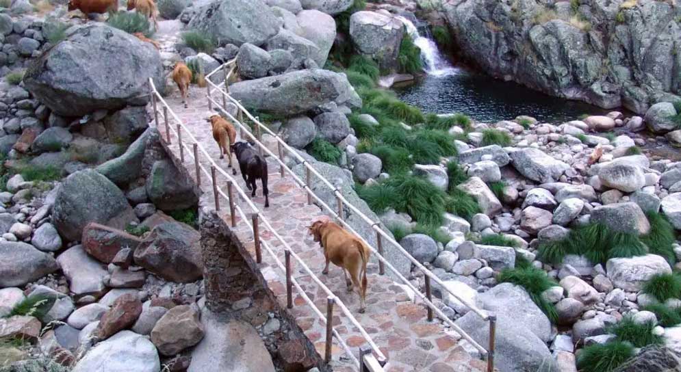https://public.descubrelavera.com/posts/la-vera-en-24h/animales-comarca-de-la-vera-1.jpg