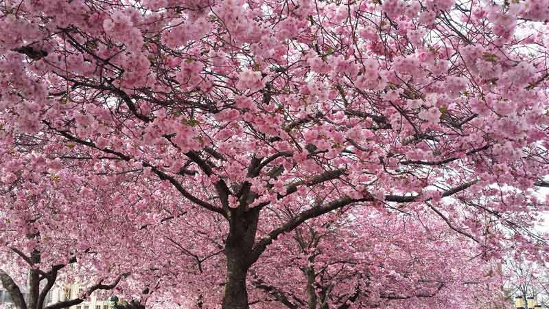 https://public.descubrelavera.com/posts/torremenga/torremenga-cerezos-en-flor-1.jpg