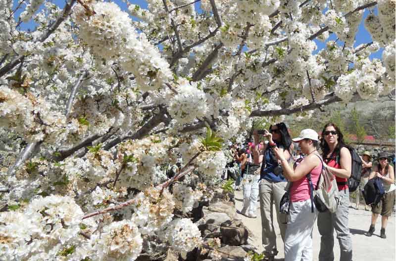 https://public.descubrelavera.com/posts/torremenga/torremenga-cerezos-en-flor-3.jpg
