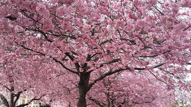 https://public.descubrelavera.com/torremenga/torremenga-cerezos-en-flor-1.jpg