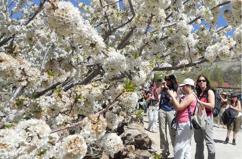 https://public.descubrelavera.com/torremenga/torremenga-cerezos-en-flor-3.jpg